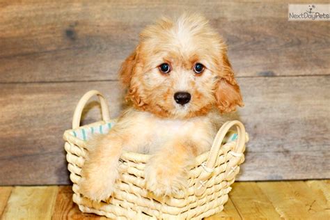 Cavapoo's are excellent with children and love our precious puppies pictured on my adopt me page are currently available! Cavapoo puppy for sale near Columbus, Ohio. | f98f2573-80f1