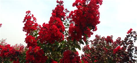 The Best Red Flowering Trees For Arizona