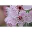 Pink Japanese Cherry Blossom Free Image
