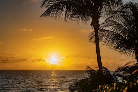 Free Stock Photo Of Palm Tree Sunrise