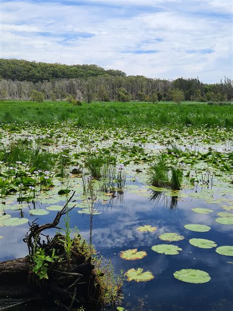 Endangered Freshwater Wetlands On Coastal Floodplains Under The Bc Act