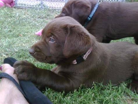 What if there are no labrador retriever puppies for sale san jose ca? Labrador Puppies For Sale: Chocolate Labrador Puppies For Sale San Diego