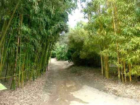 Check spelling or type a new query. Bamboo forests, right here in San Diego