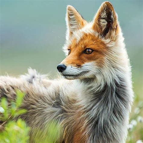 Fox Wood Wildlife Rescue Inc