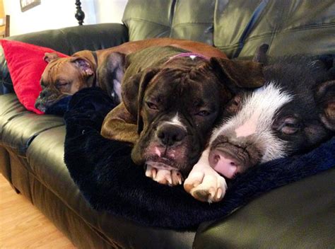 Mummy pig celebrates her birthday with her family. Cute Photos of Puppies and Pigs: The Only Way to Celebrate National Pig Day | DogVacay Official Blog
