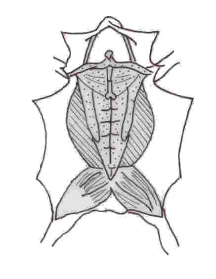 Dissection Grenouille — Site Des Ressources Dacces Pour Enseigner La