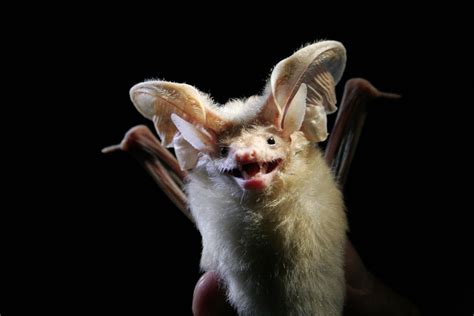 Desert Long Eared Bat Otonycteris Hemprichii Picture By Charlotte