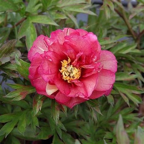 Itoh Peony Roots Julia Rose Spring Flower Bulbs Eden Brothers