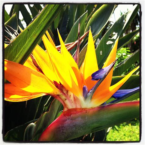 Bird Of Paradise ストレリチア 極楽鳥花 Birds Of Paradise Instagram Photo