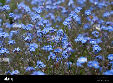 Small Blue Flowers Called Field Forget Me Nots Botanical Name Myosotis