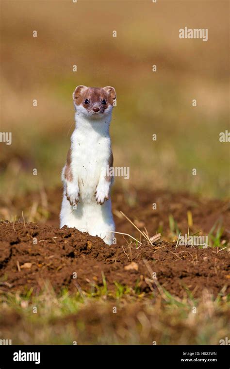 Ermine Stoat Short Tailed Weasel Mustela Erminea Standing Erect