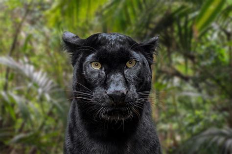 Photographer Spots Rare Black Leopard On Safari In India