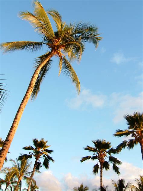 Hawaii Palm Trees Favorite Places Vacation