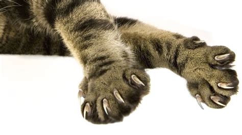18 Cat Claws Anatomy Facts For Beginners Kitty Devotees