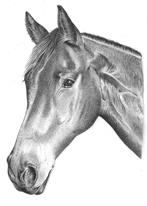 Pencil Portrait Of Horse Pencil Sketch Portraits