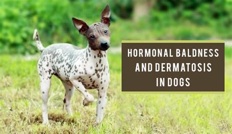 Hormonal Baldness And Dermatosis In Dogs