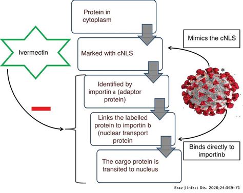 We've been living with it for what sometimes seems like forever. Ivermectin: potential candidate for the treatment of Covid ...