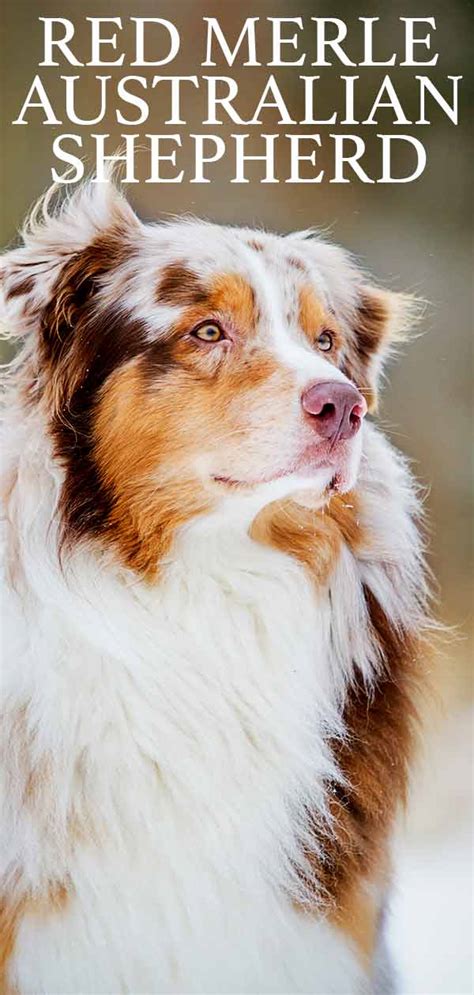 Red Merle Australian Shepherd The Truth About The Cute Color