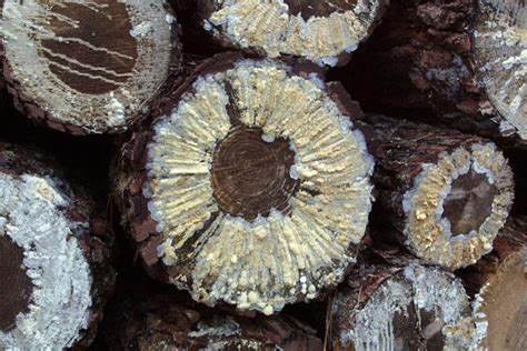 One Billion Year Old Fungi Found Is Earths Oldest Inquirer Technology