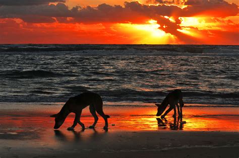 Camping On Fraser Island Travel Photography