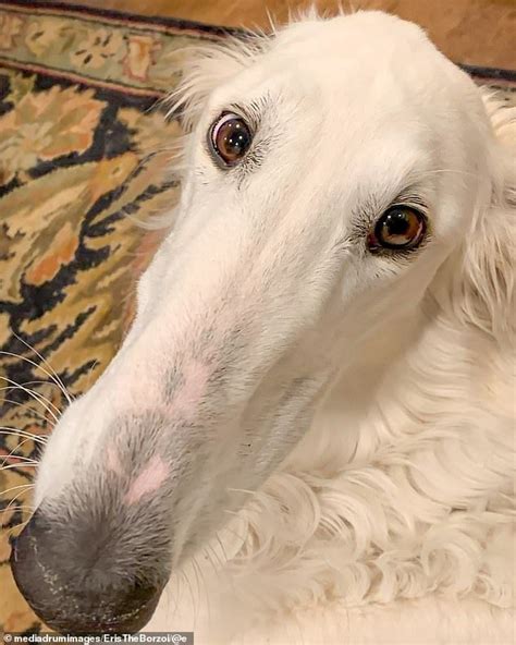 Dog Owner Believes Her Pup Has The Longest Nose In The World Borzoi