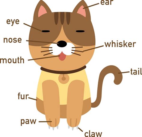 Illustration Of Cat Vocabulary Part Of Body 3204479 Vector Art At Vecteezy