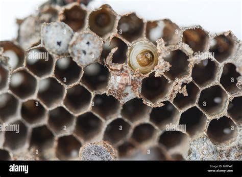 Wasp Nest With Insect Larvae Stock Photo Alamy