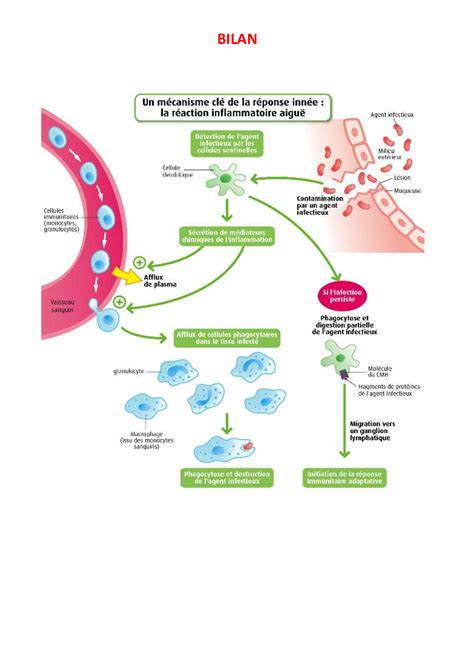 La Réaction Inflammatoire Résumé De Cours 1 Alloschool