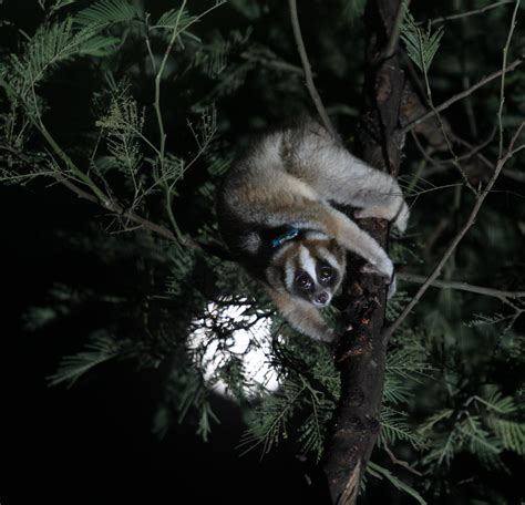 Helping Slow Lorises In All Ways Little Fireface Project