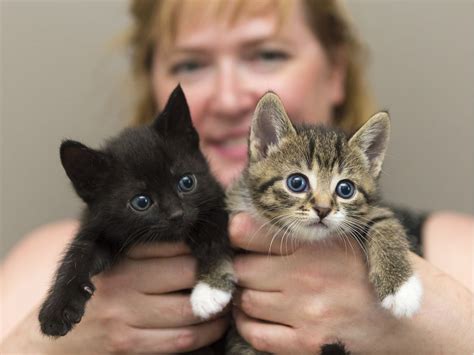 Influx Of Kittens Putting Strain On Resources At Local Cat Rescues