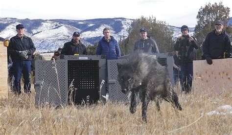 Colorado Releases First 5 Wolves In Reintroduction Plan To Chagrin Of