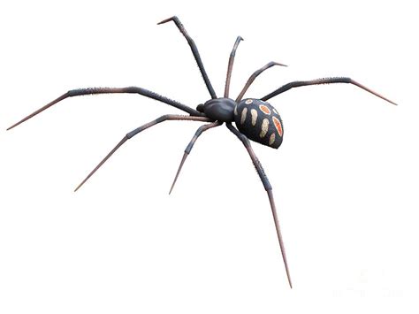 Male Black Widow Spider Photograph By Sebastian Kaulitzkiscience Photo