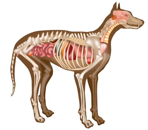 Canine Internal Anatomy Chart Anatomy Of Dog With Ins