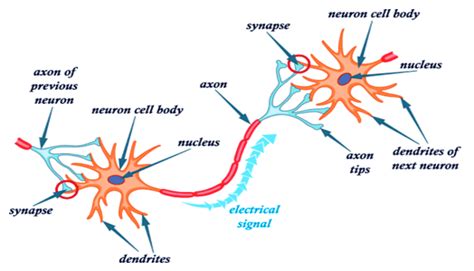 Nerve Impulse Flow Chart