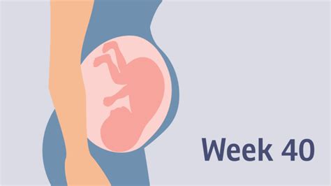 Pregnancy At Week 40 Pregnancy Birth And Baby