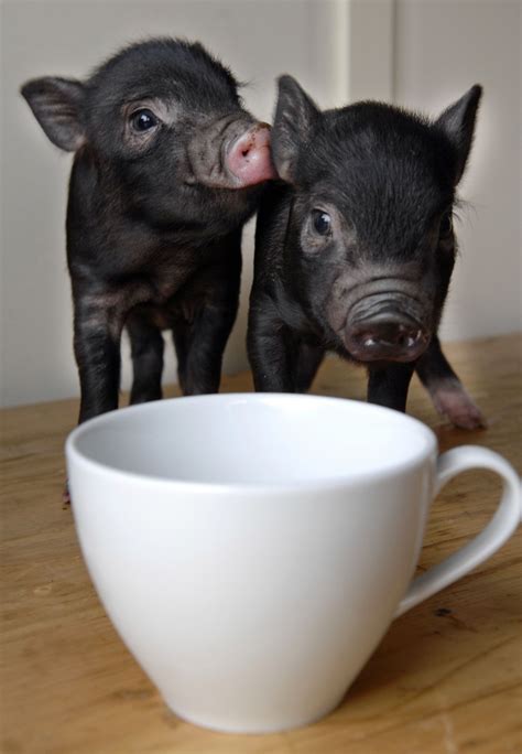 The Pot Bellied Pigs In The Garden Teacup Pigs Pet Pigs Cute Pigs