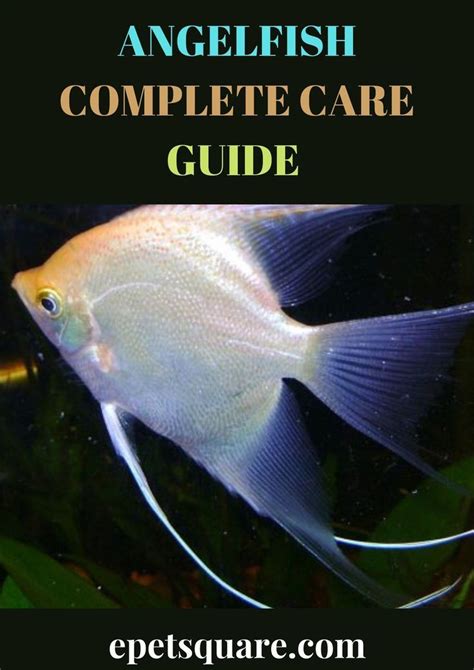 Angelfish Complete Care Guide Angel Fish Fish Care Fish Pet