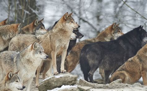 Why Are Wolves Good For The Ecosystem Greentumble