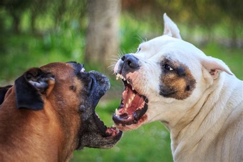 Fighting Dogs Dog Blog