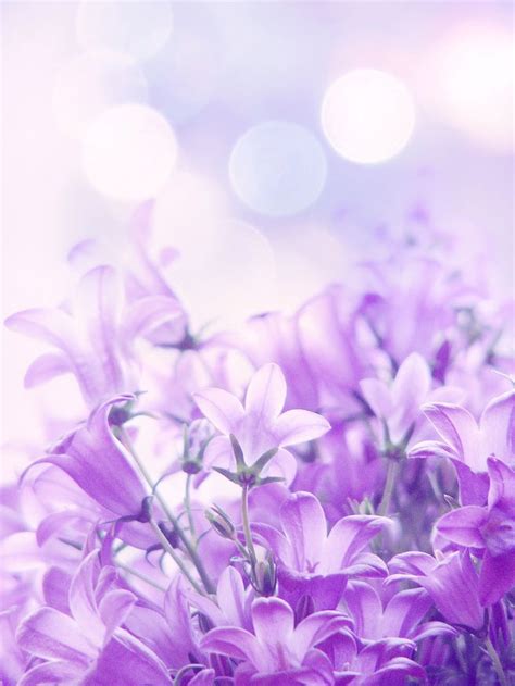 A Soft Touch Of Purple Purple Flowers Garden Purple Flowers