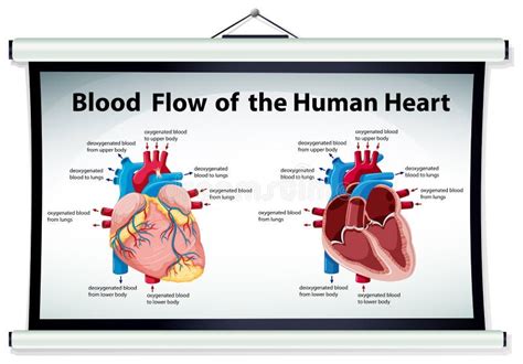 Diagrama Del Flujo De Sangre De Un Corazón Humano Ilustración Del