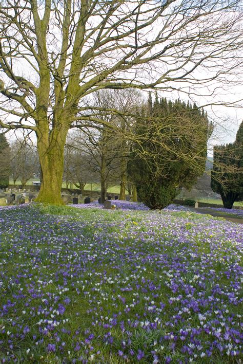 Free Stock Photo 7883 Spring flowers in country graveyard | freeimageslive