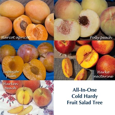 Cold Hardy Fruit Salad Tree Fruit Fruit Trees