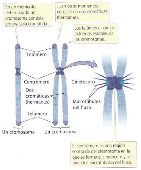 Cromosomas Y Adn Durante El Ciclo Celular Blog De Biolog A