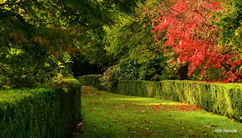 Wallpaper Sunlight Trees Landscape Forest Garden Nature Grass