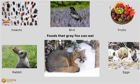 What Do Gray Foxes Eat Favorite Foods Of Gray Foxes