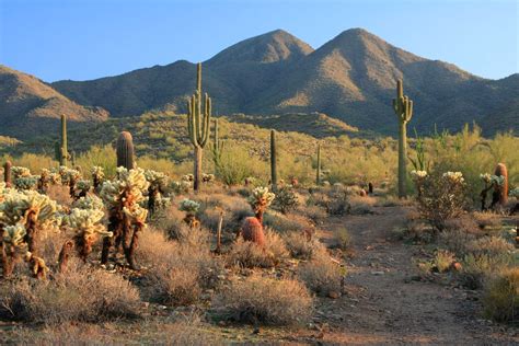 Sonoran Desert Wallpapers Top Free Sonoran Desert Backgrounds