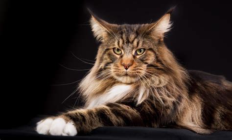 Biggest Cats 7 Largest Cat Breeds Large Cat Breeds Cat Breeds