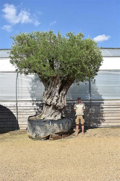 Tall Ancient Olive Tree 600 Years Old 18ft Olive Grove Oundle