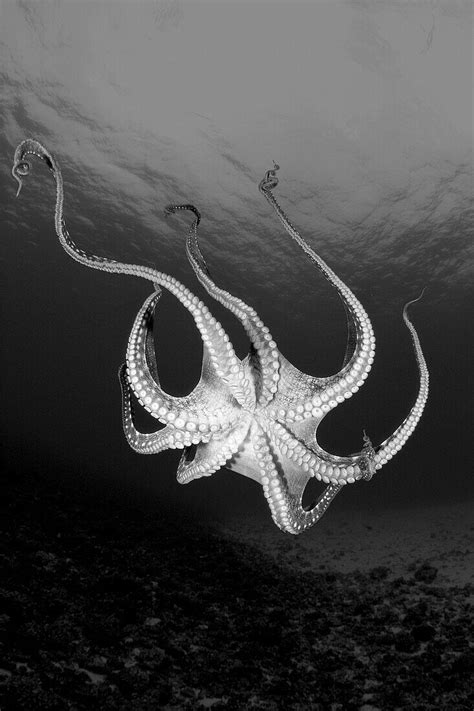 Hawaii Underside Of Day Octopus License Image 70424165 Image